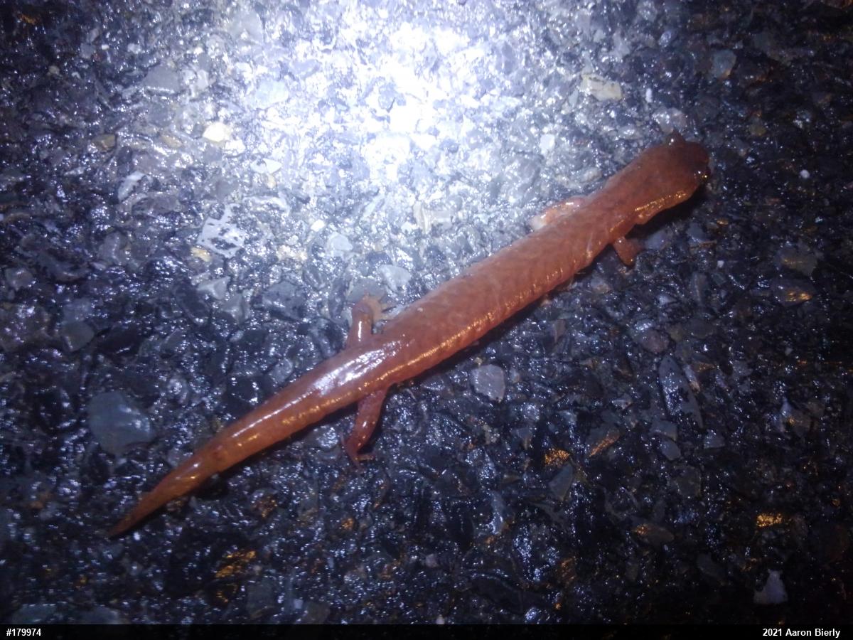 Northern Spring Salamander