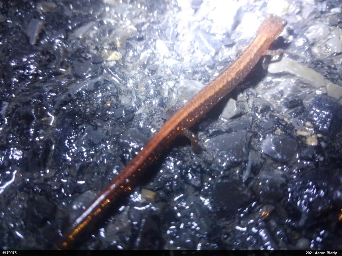 Eastern Red-backed  Salamander