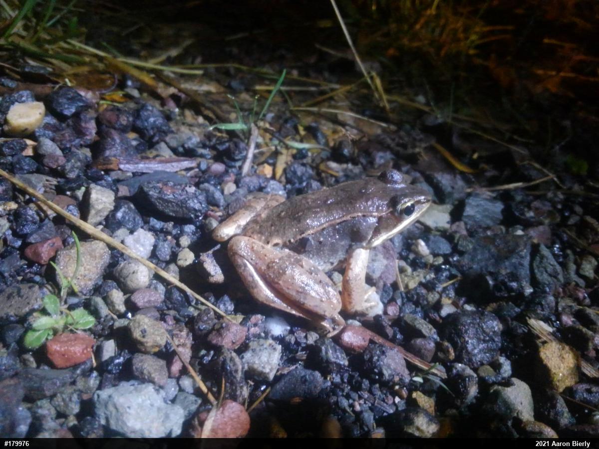 Wood Frog