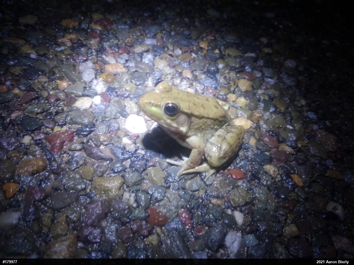 Green Frog