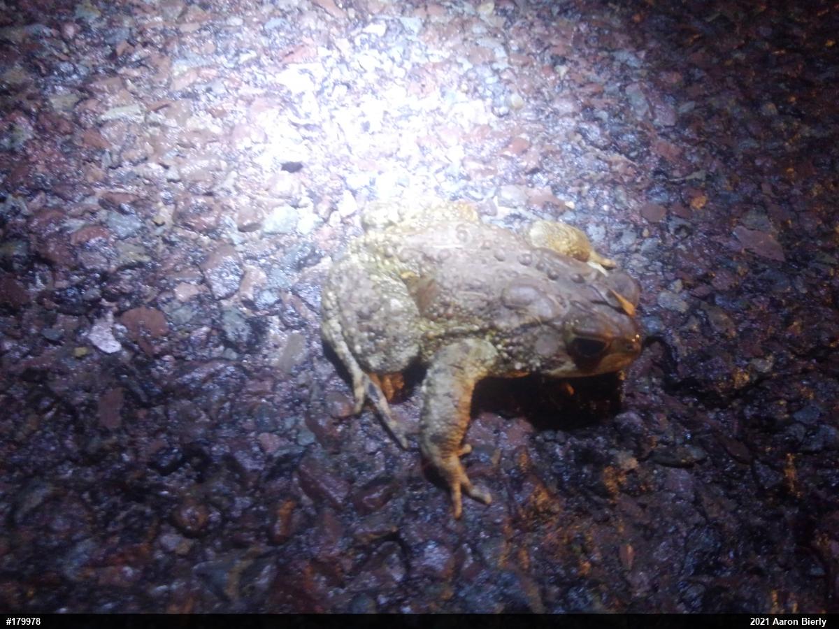 Eastern American Toad