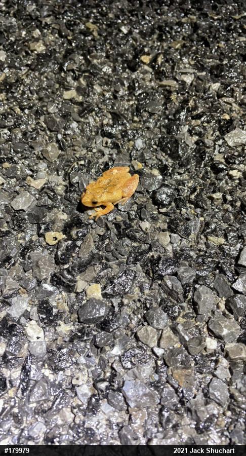 Spring Peeper