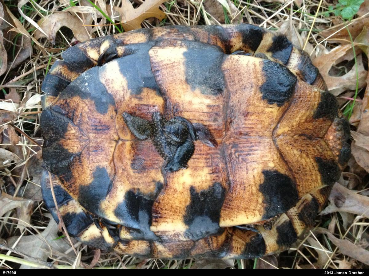 Wood Turtle