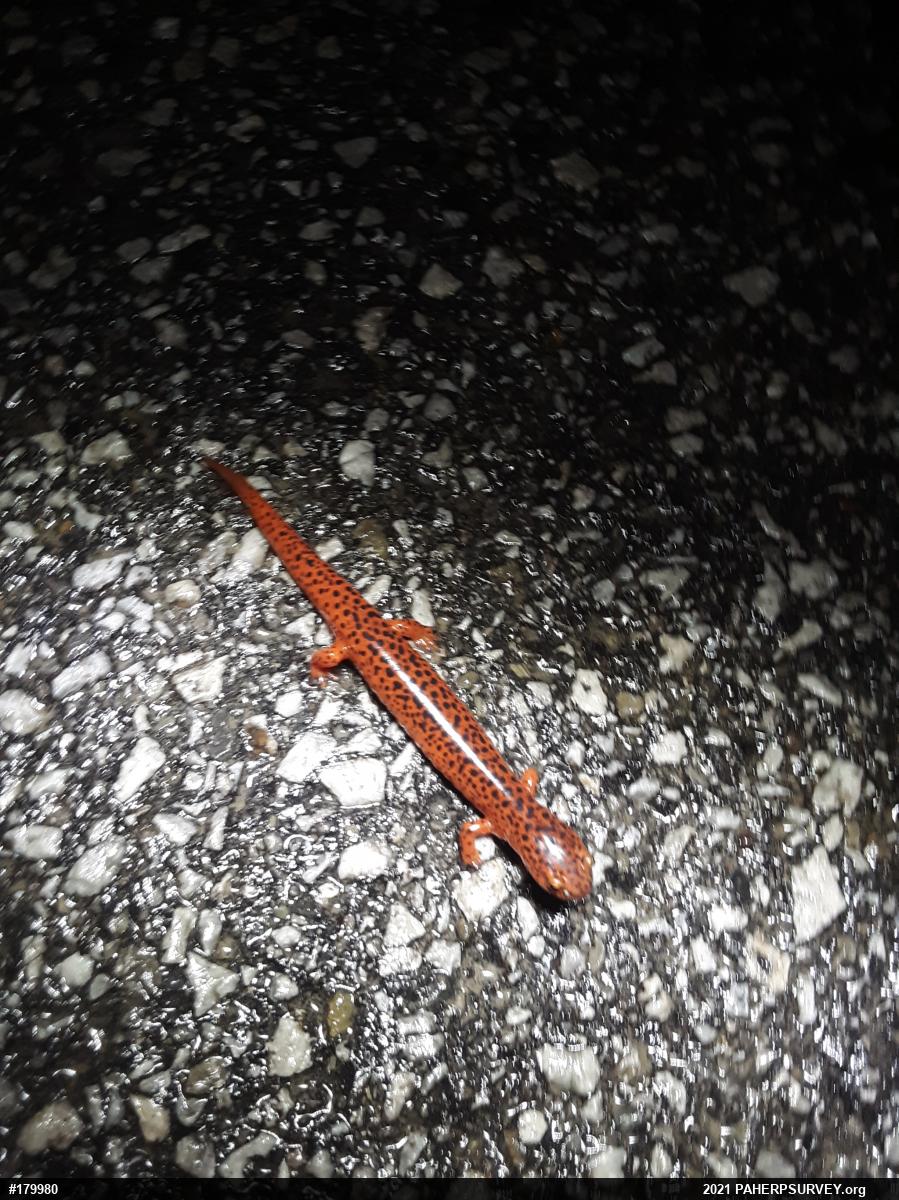 Northern Red Salamander