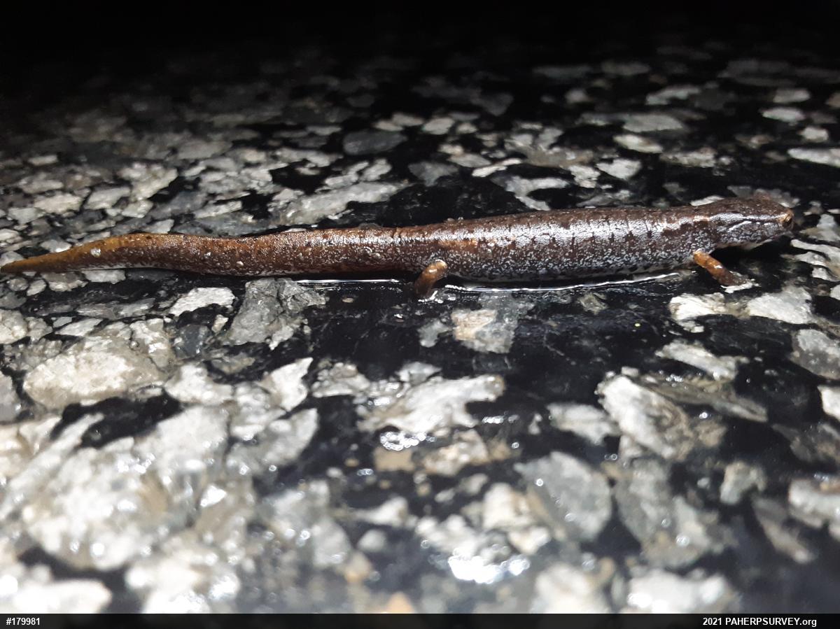 Four-toed Salamander