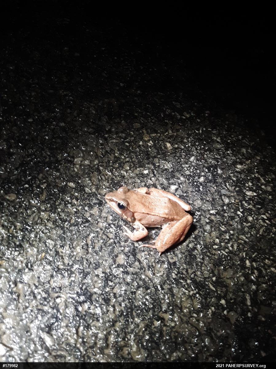 Wood Frog