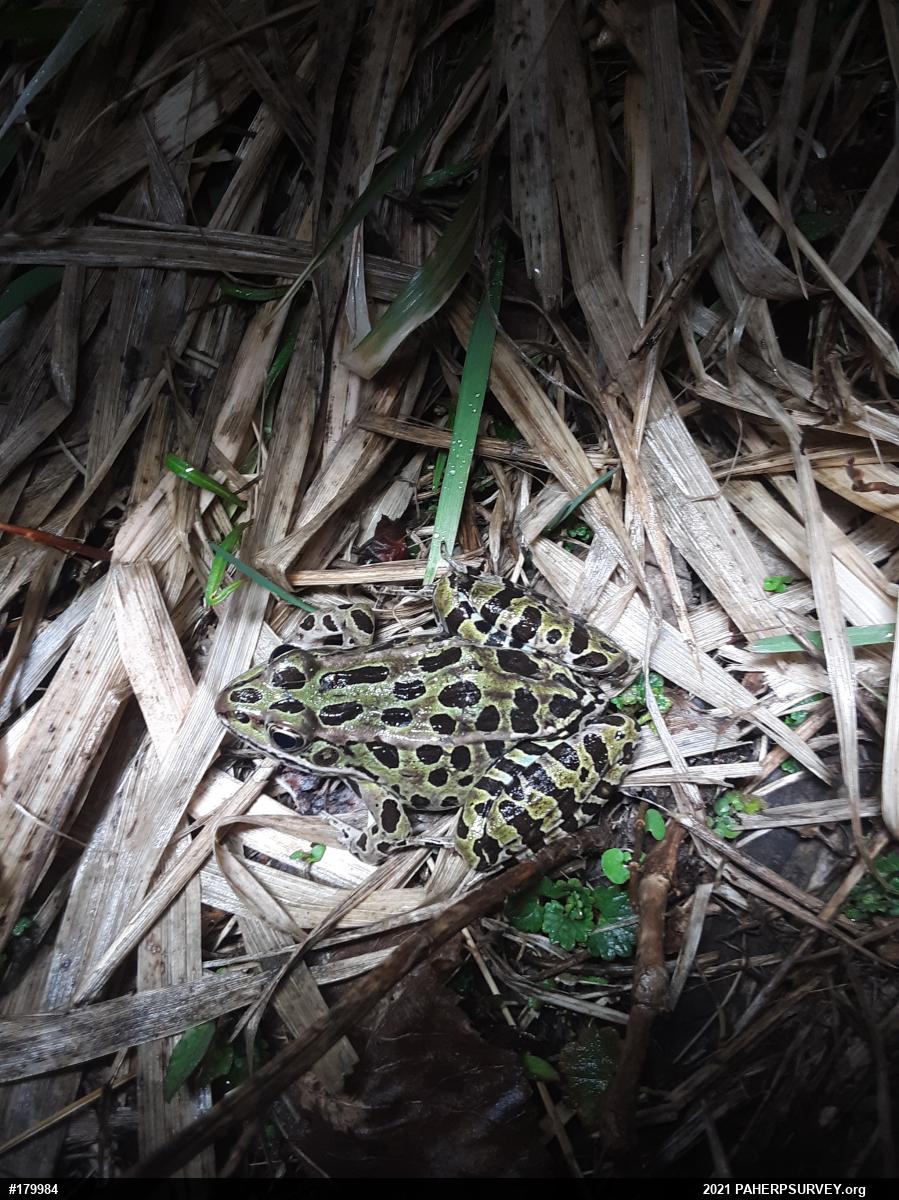 Northern Leopard Frog