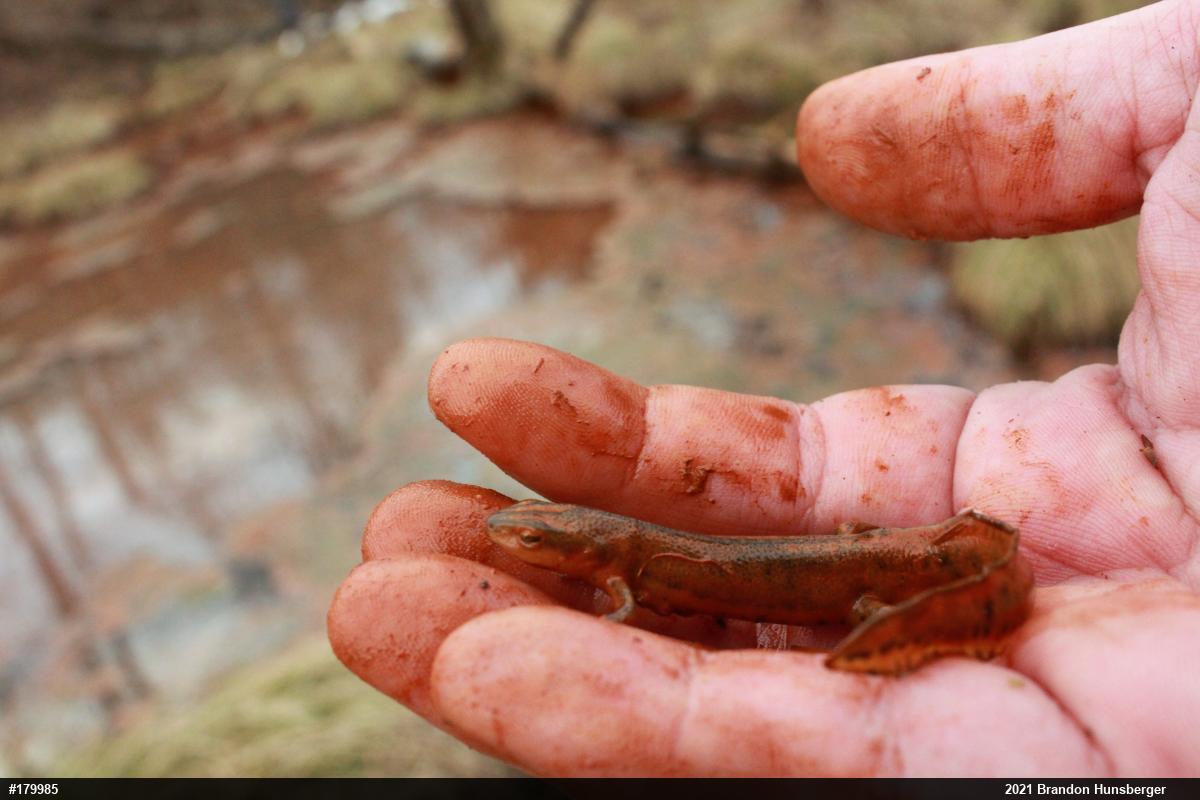 Red-spotted Newt