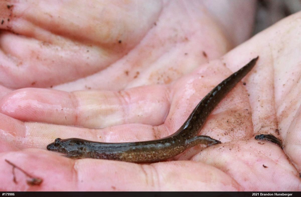 Northern Dusky Salamander
