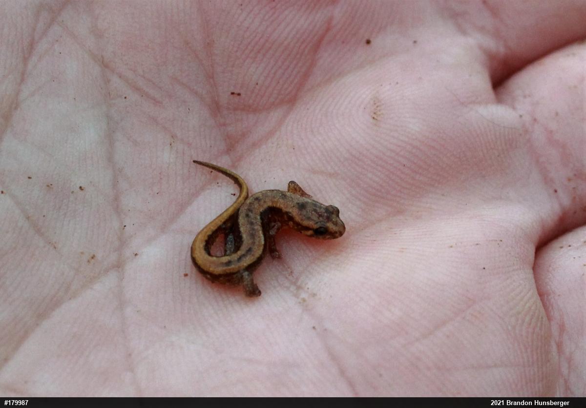 Allegheny Mountain Dusky Salamander