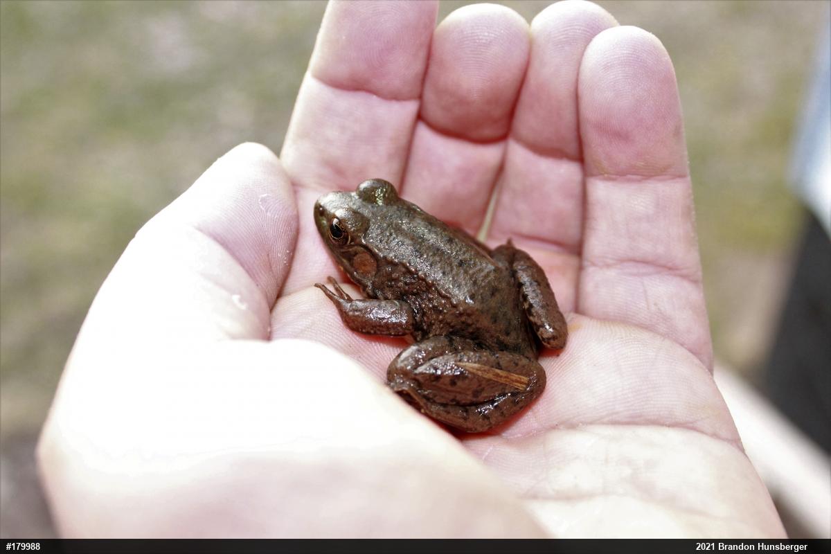 Green Frog