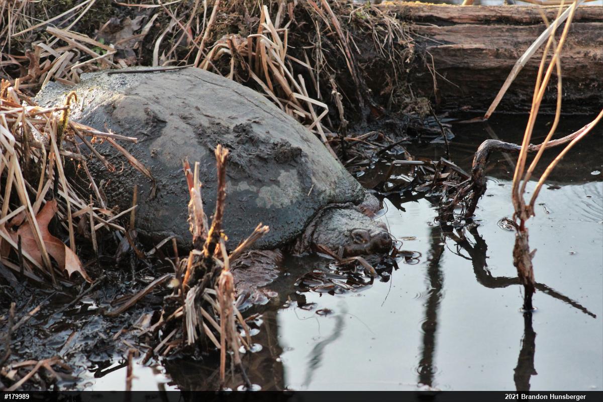 Snapping Turtle