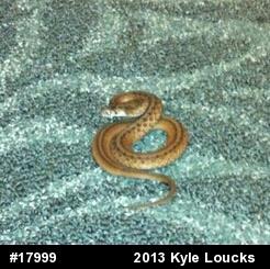 Dekay's Brownsnake