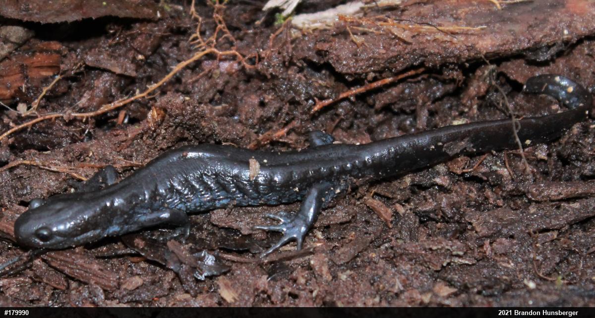 Jefferson Salamander