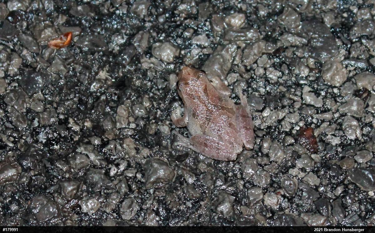 Spring Peeper