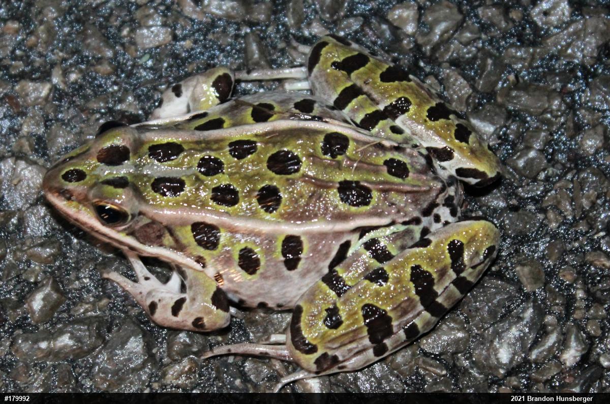 Northern Leopard Frog