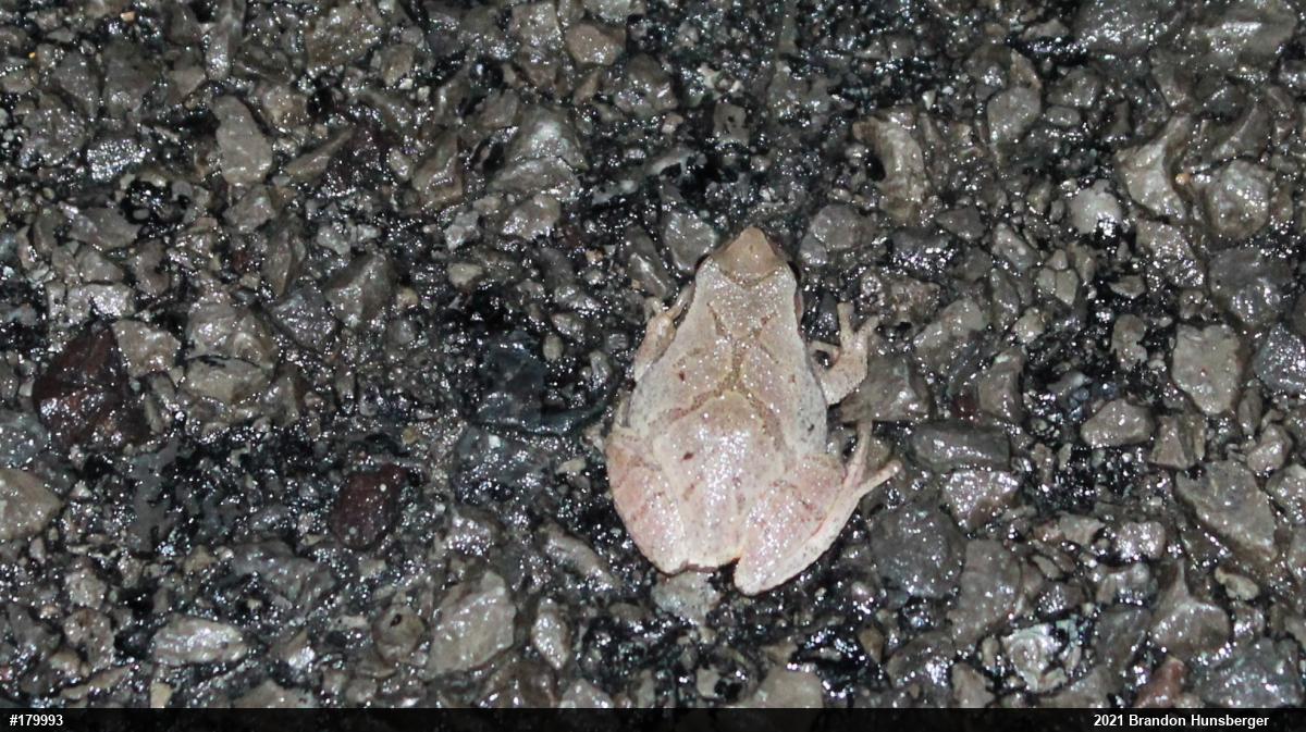 Spring Peeper