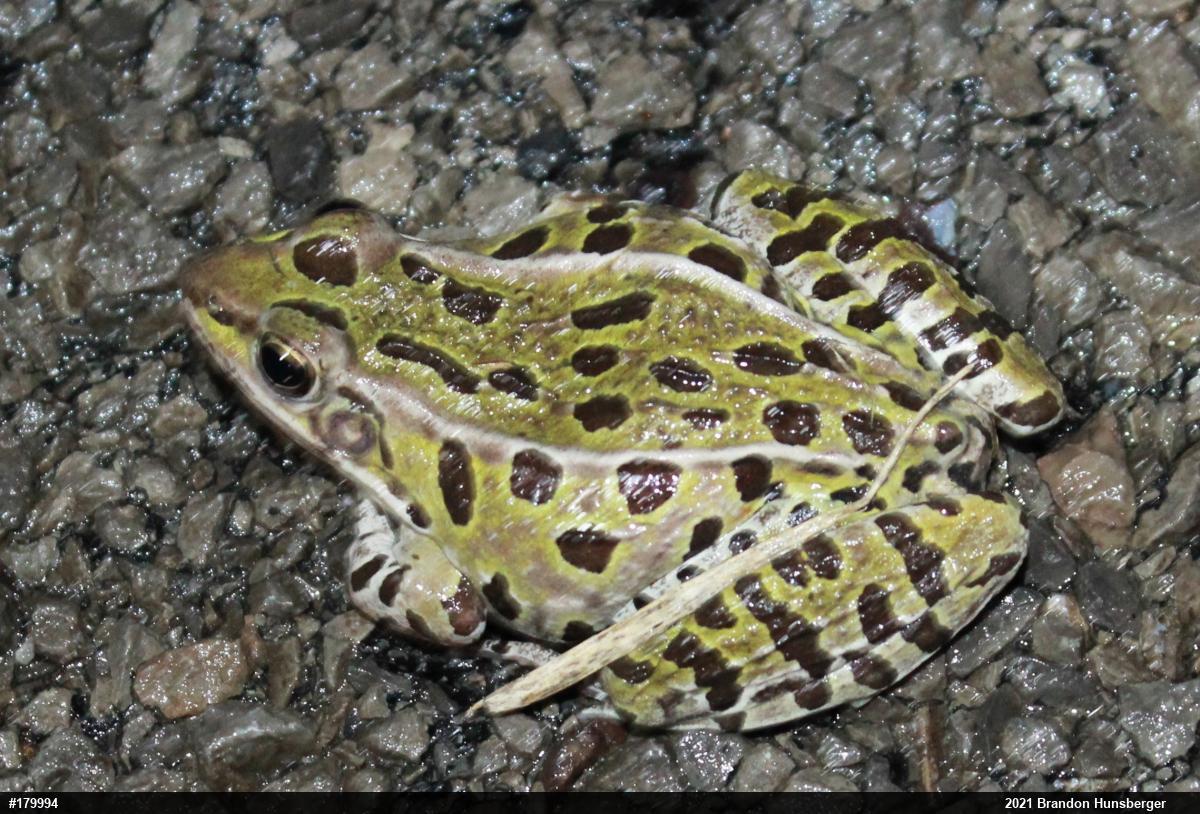 Northern Leopard Frog