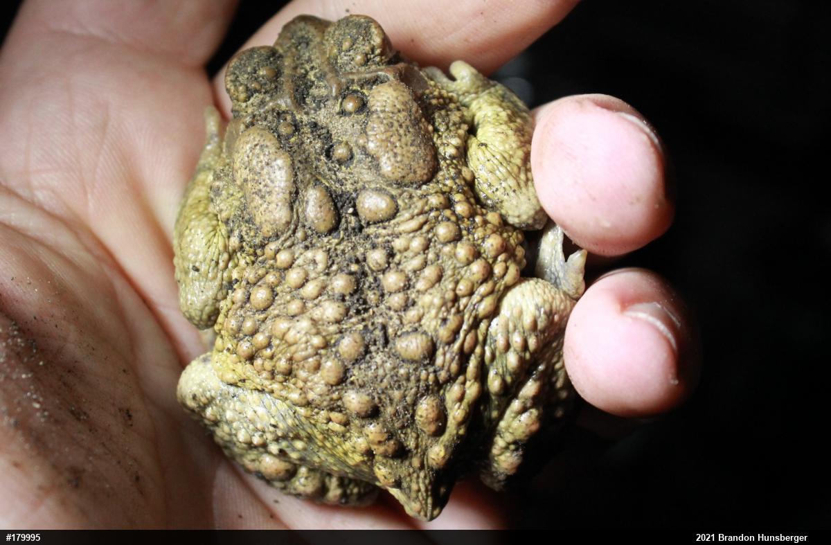 Eastern American Toad