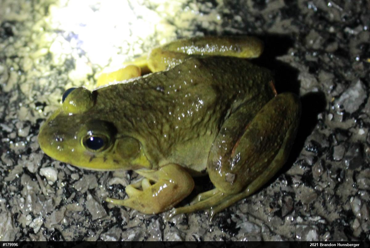 American Bullfrog