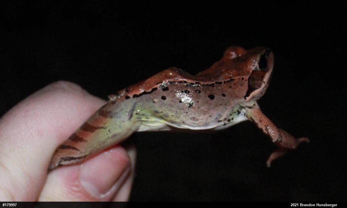 Wood Frog