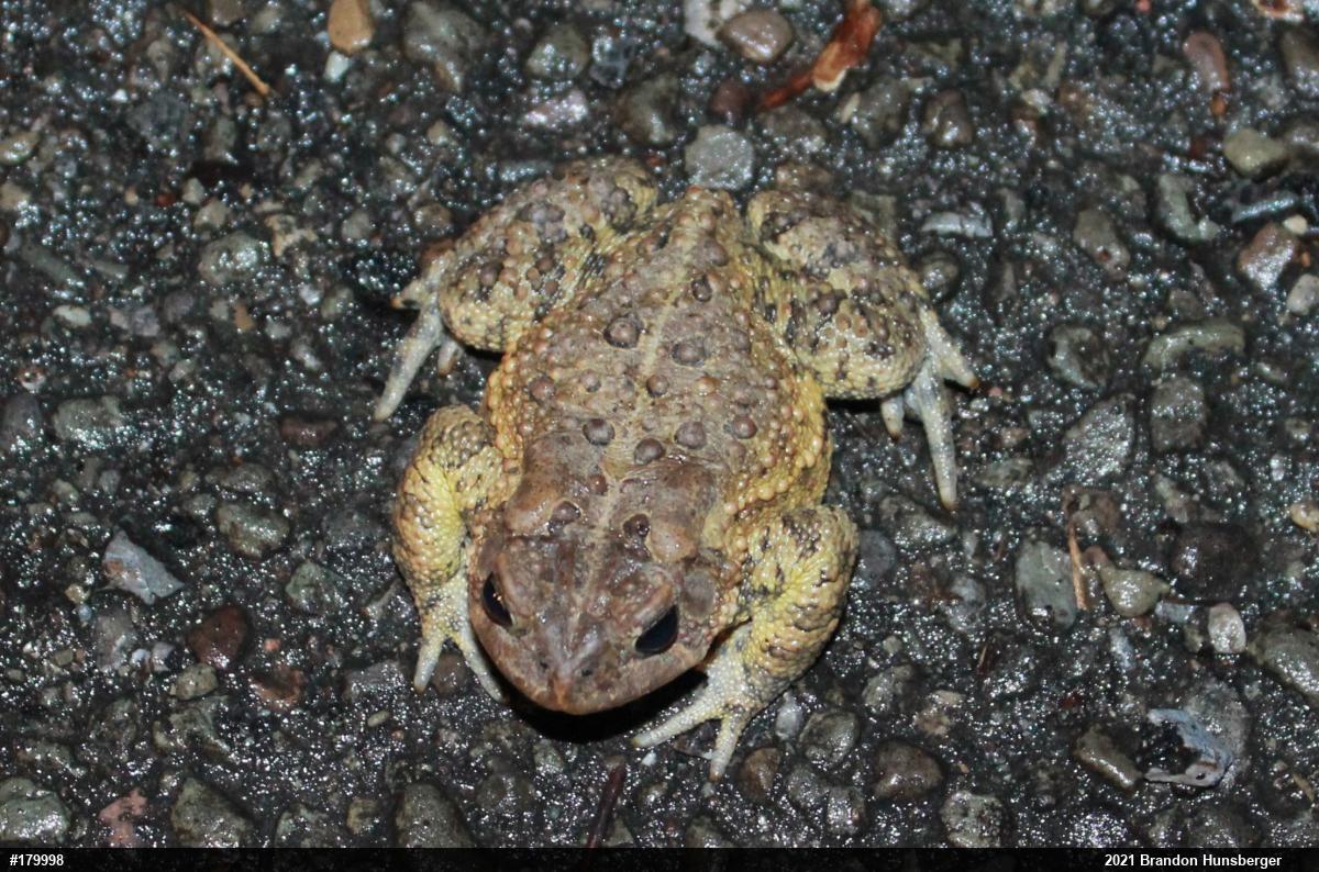 Eastern American Toad