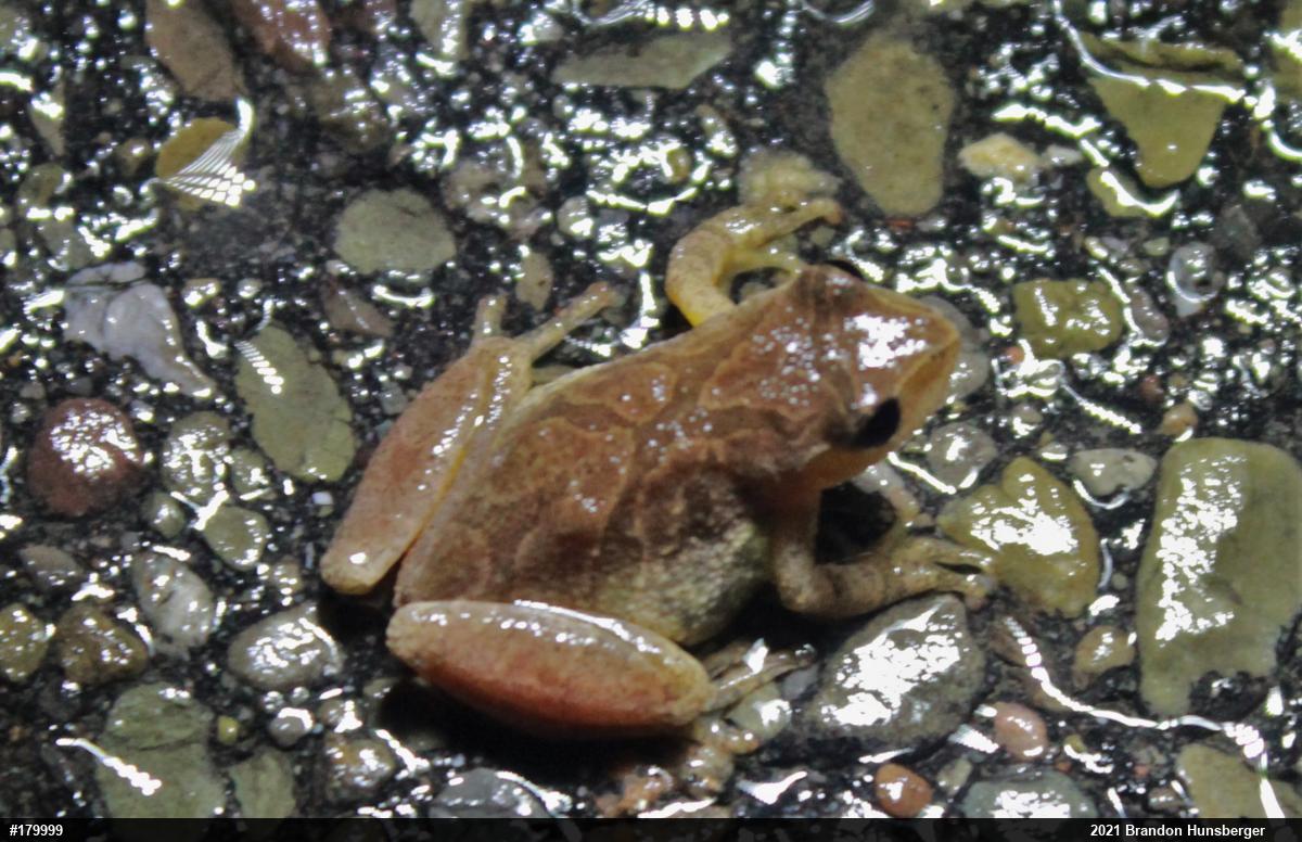 Spring Peeper