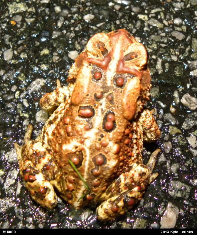 Eastern American Toad