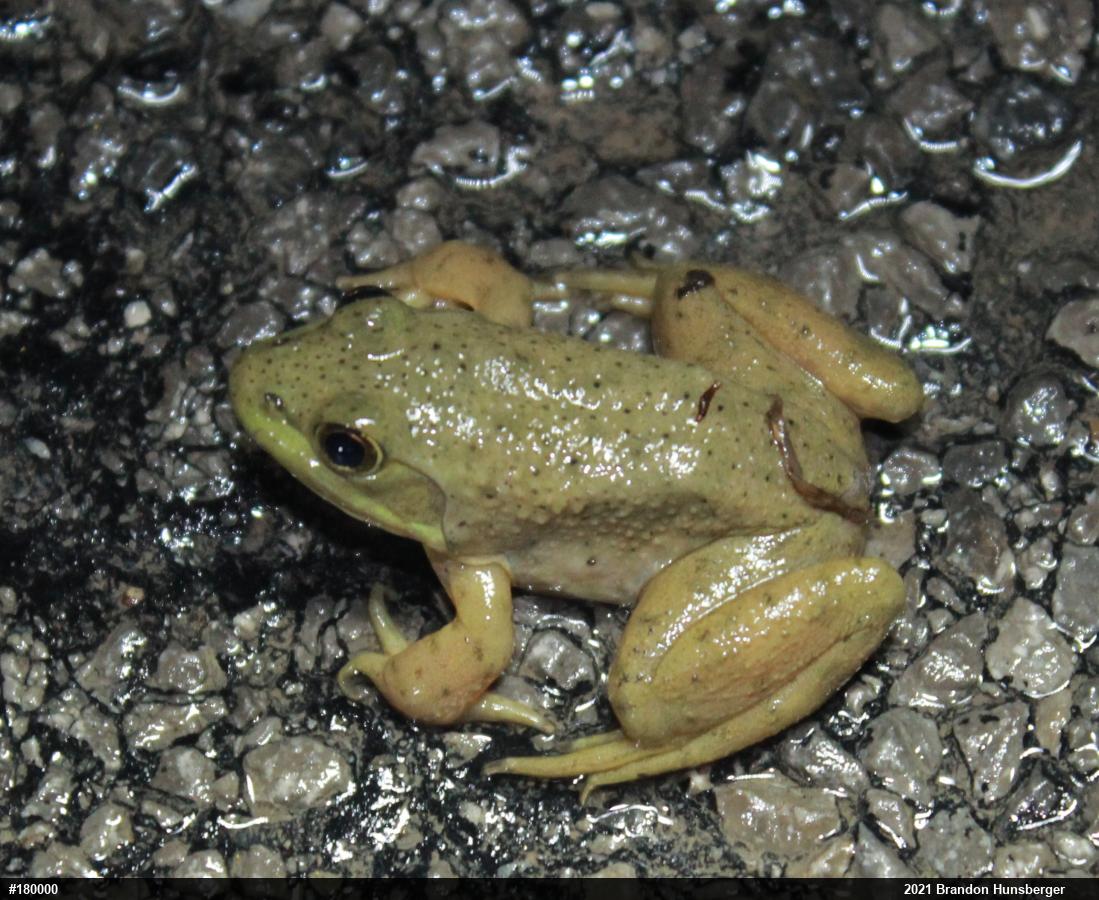 American Bullfrog