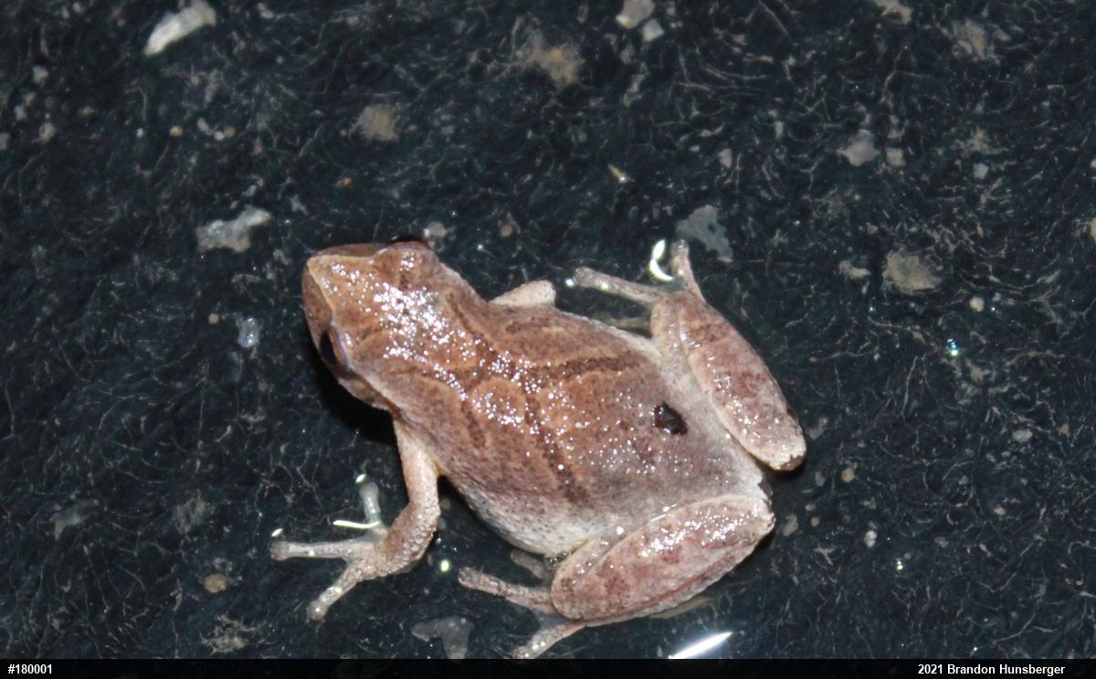 Spring Peeper