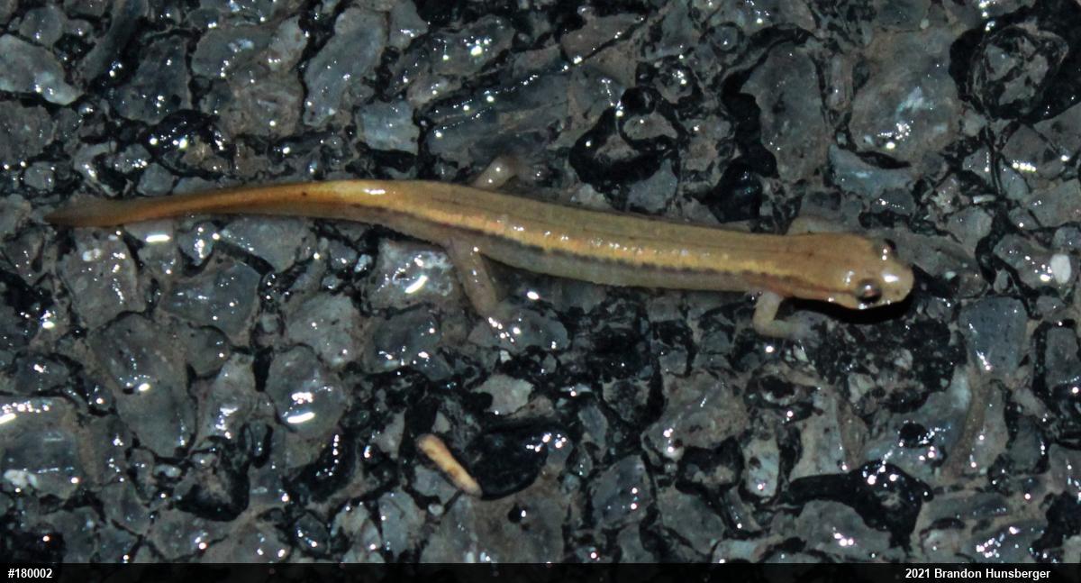 Northern Two-lined Salamander