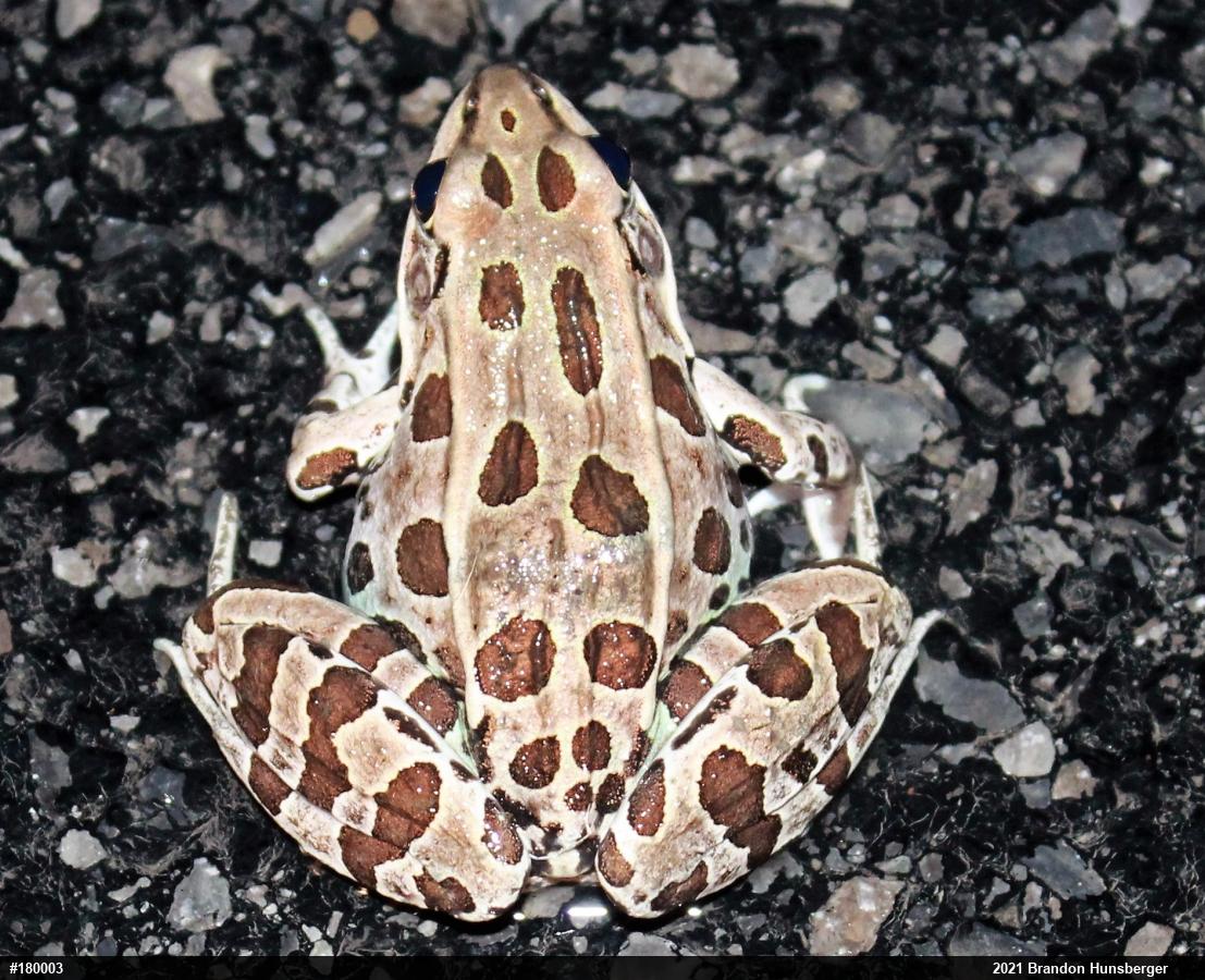 Northern Leopard Frog