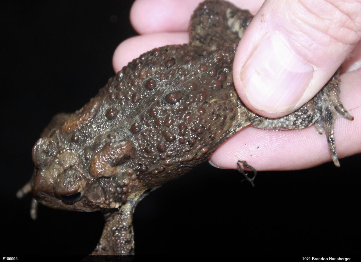 Eastern American Toad
