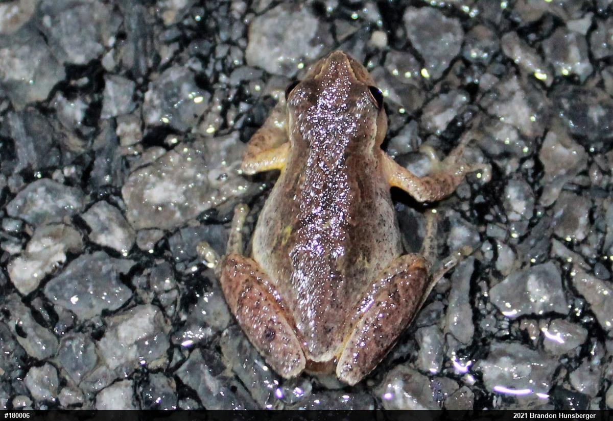 Spring Peeper