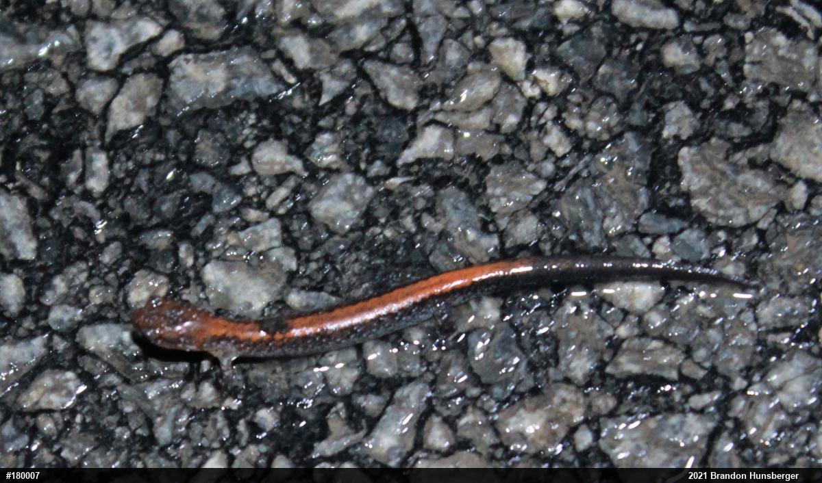 Eastern Red-backed  Salamander