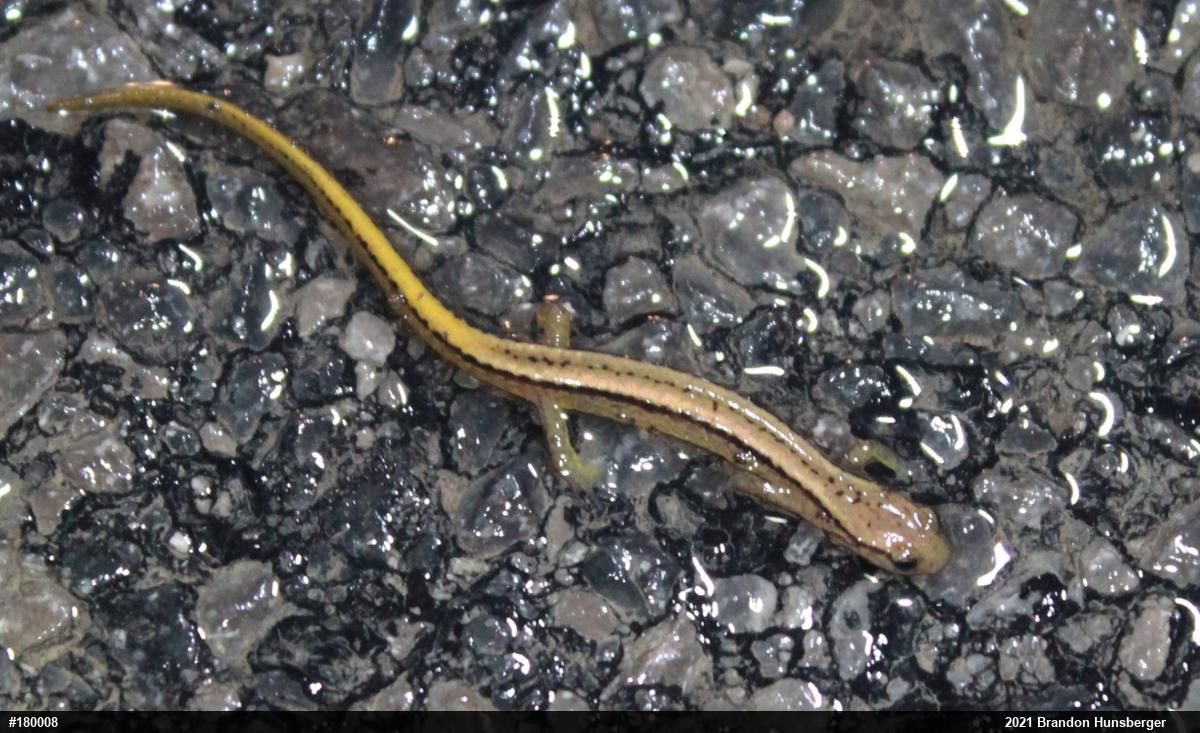 Northern Two-lined Salamander