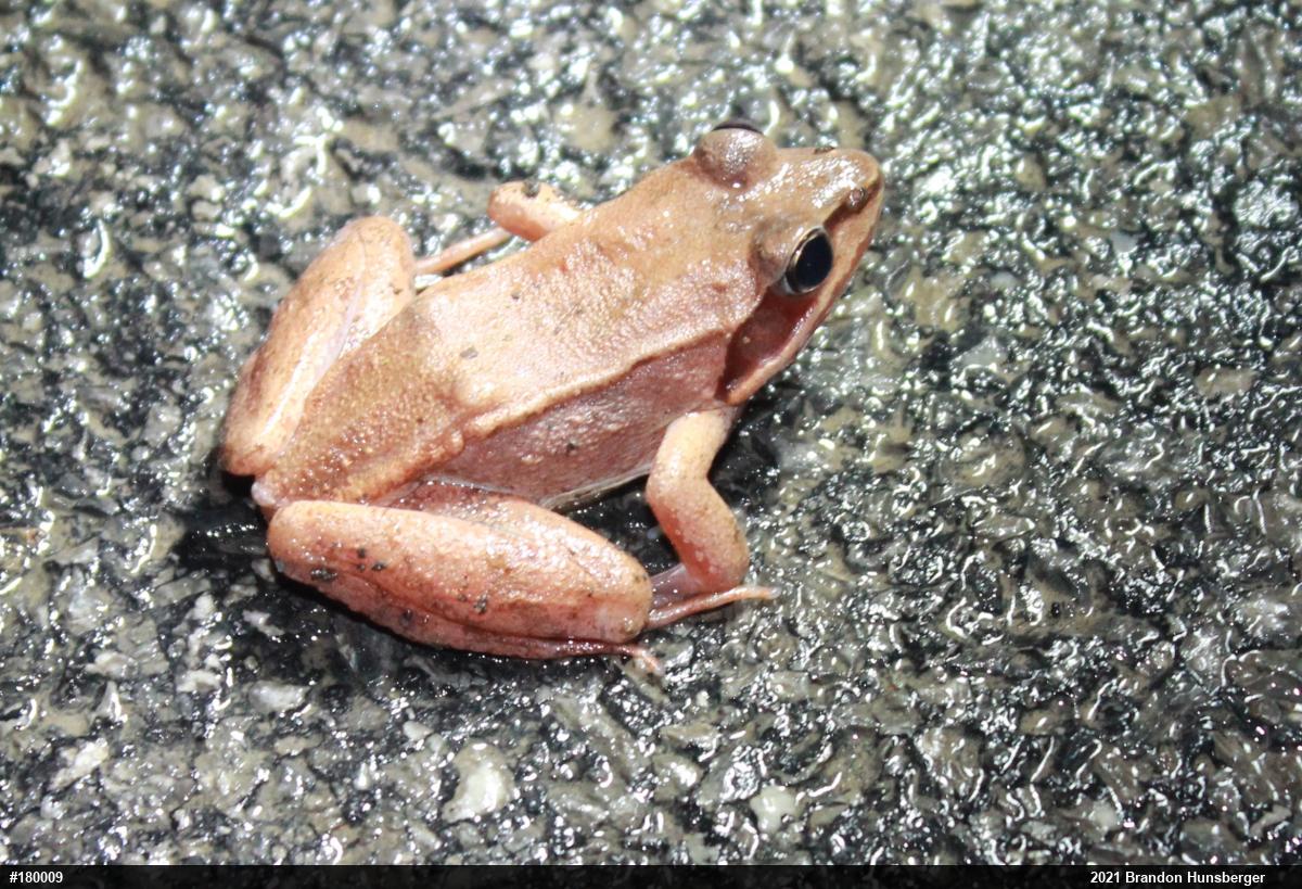 Wood Frog
