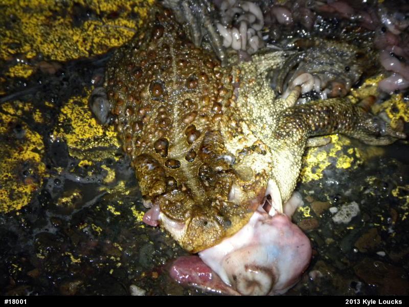 Eastern American Toad