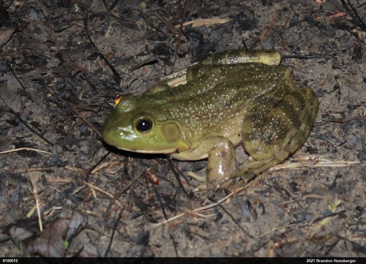 American Bullfrog