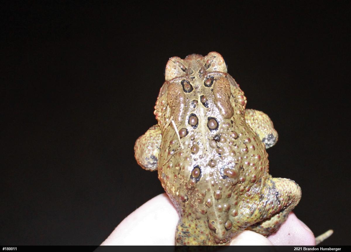 Eastern American Toad