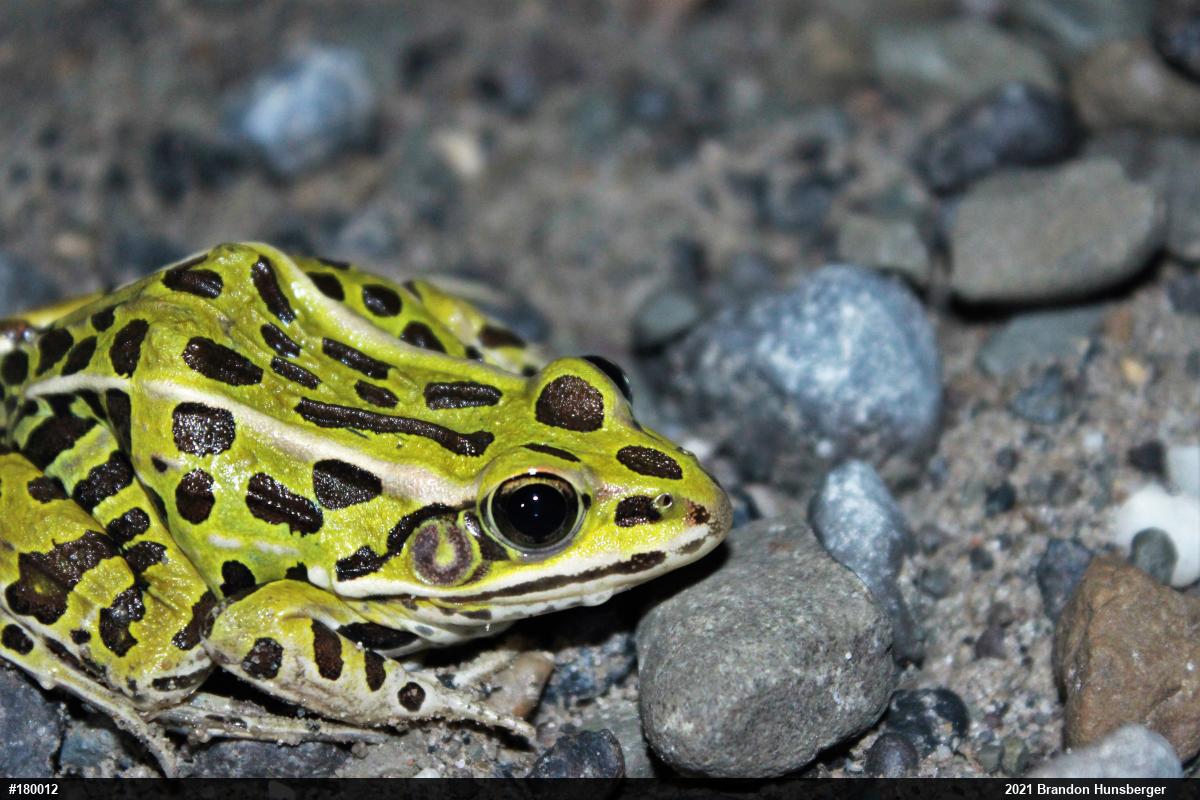 Northern Leopard Frog