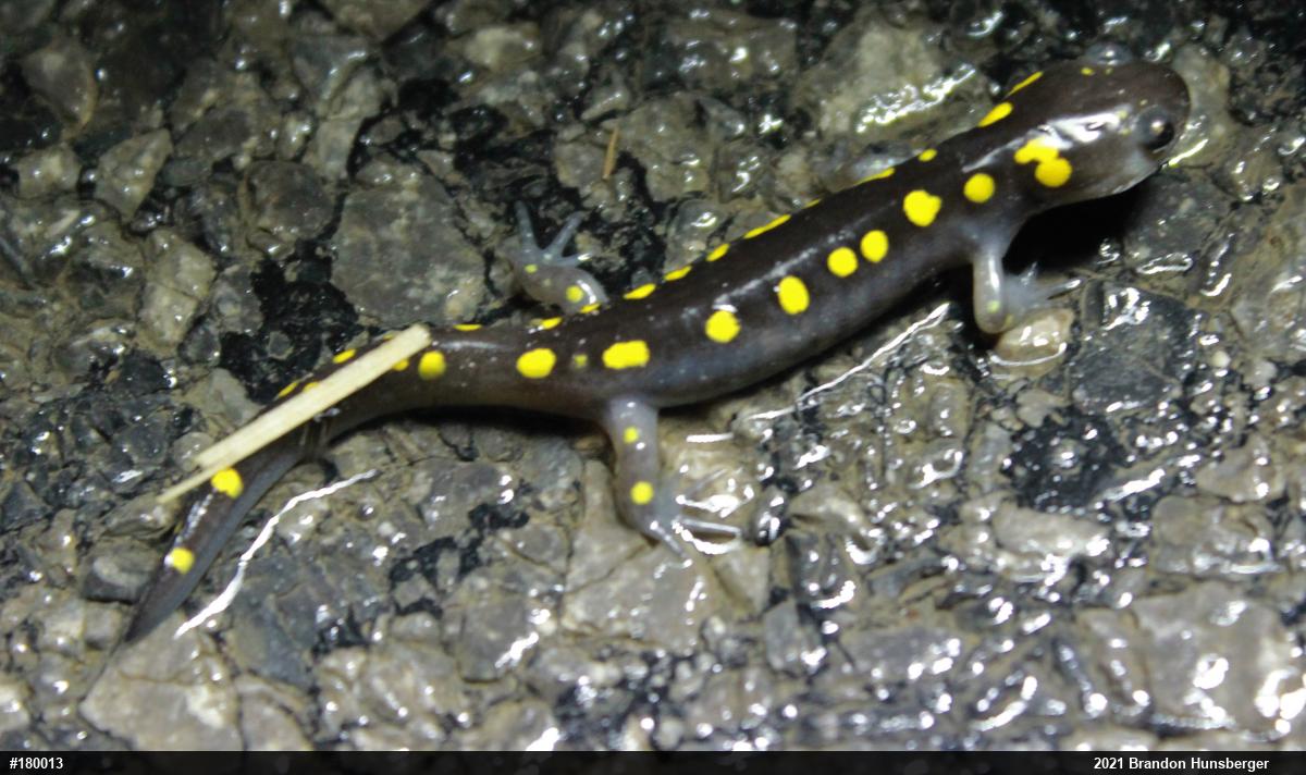 Spotted Salamander