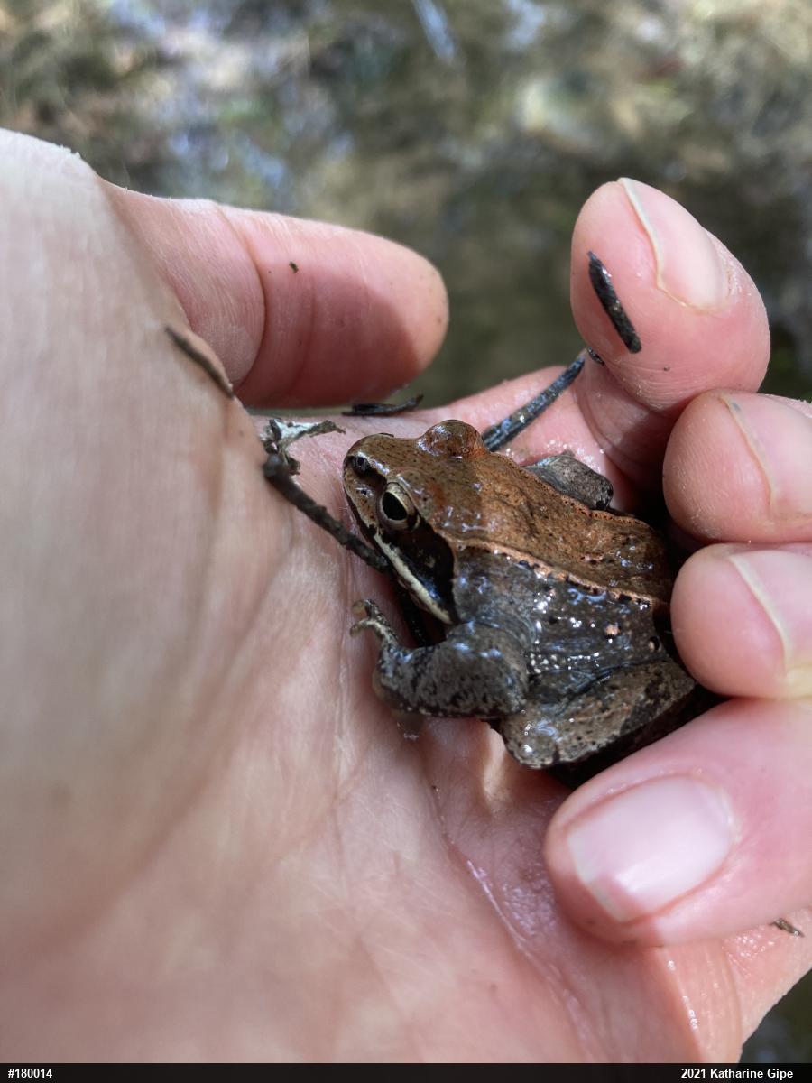Wood Frog