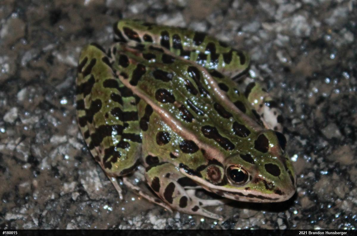 Northern Leopard Frog