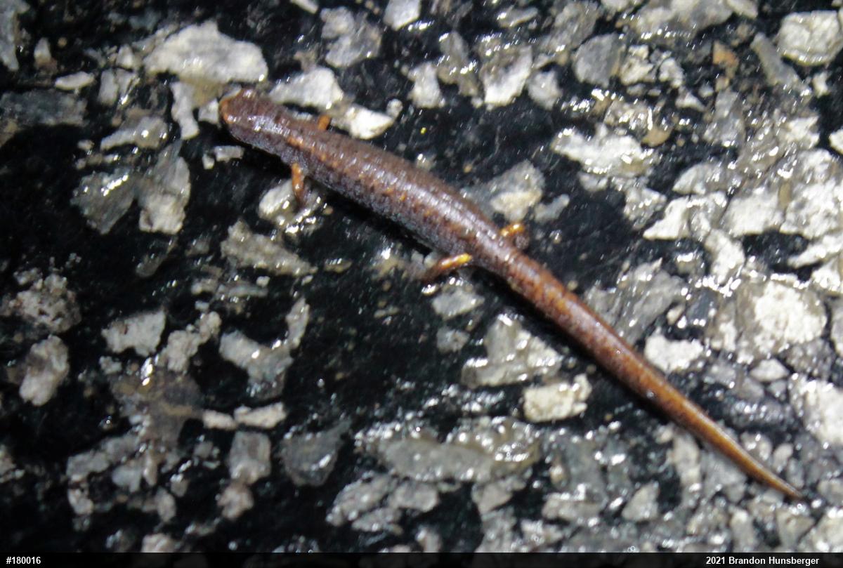 Four-toed Salamander