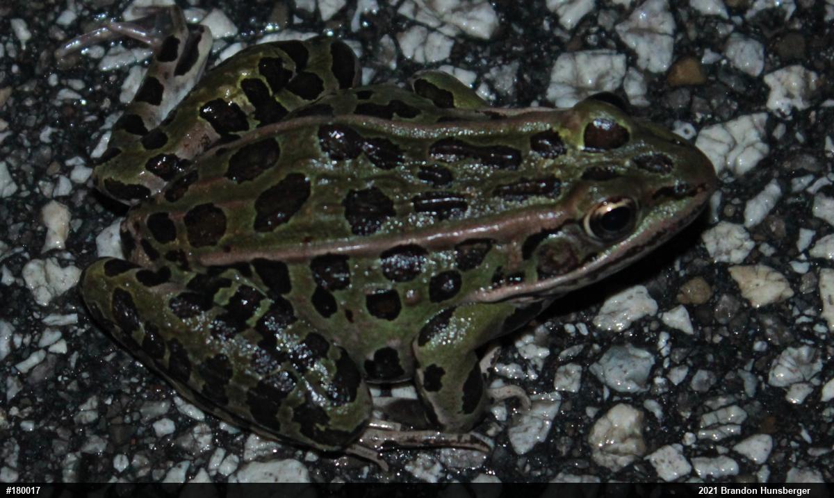 Northern Leopard Frog