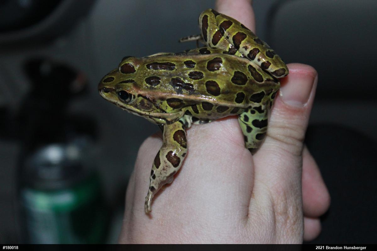 Northern Leopard Frog