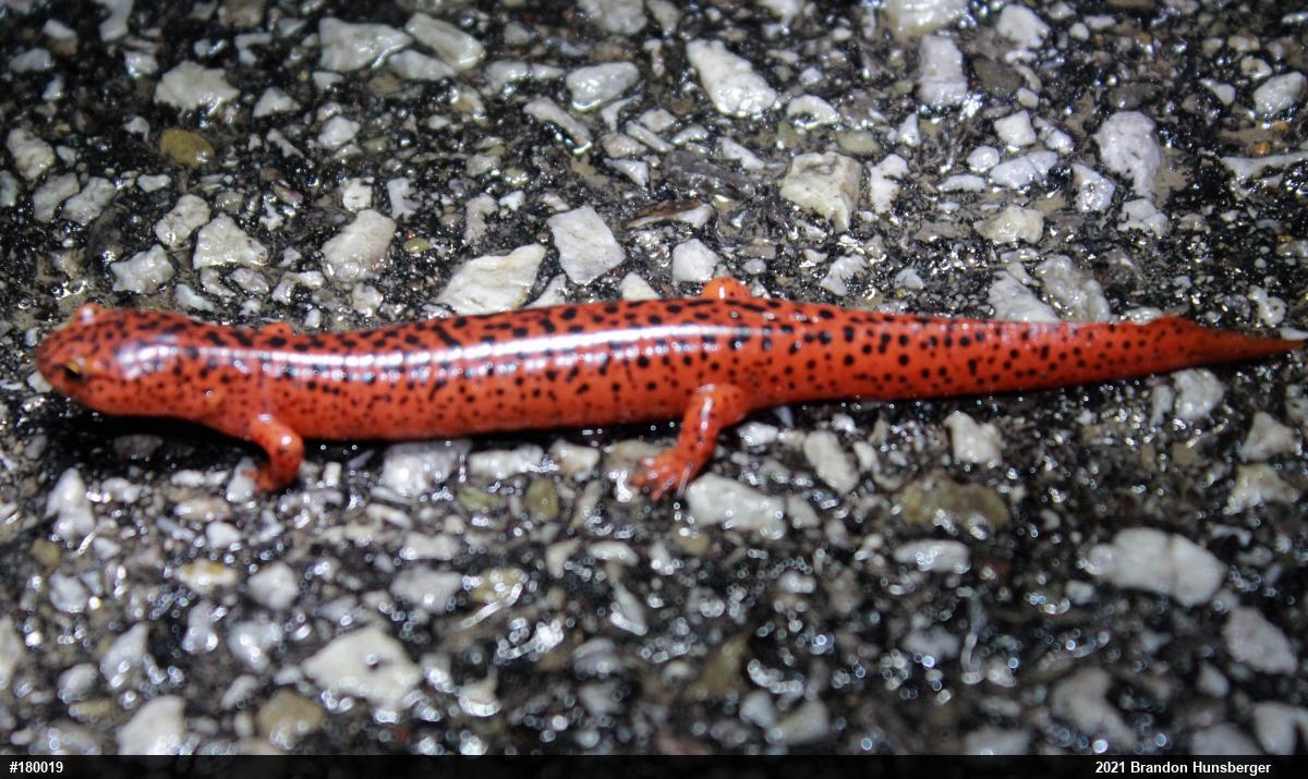 Northern Red Salamander