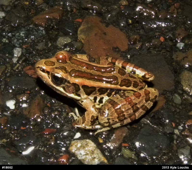 Pickerel Frog