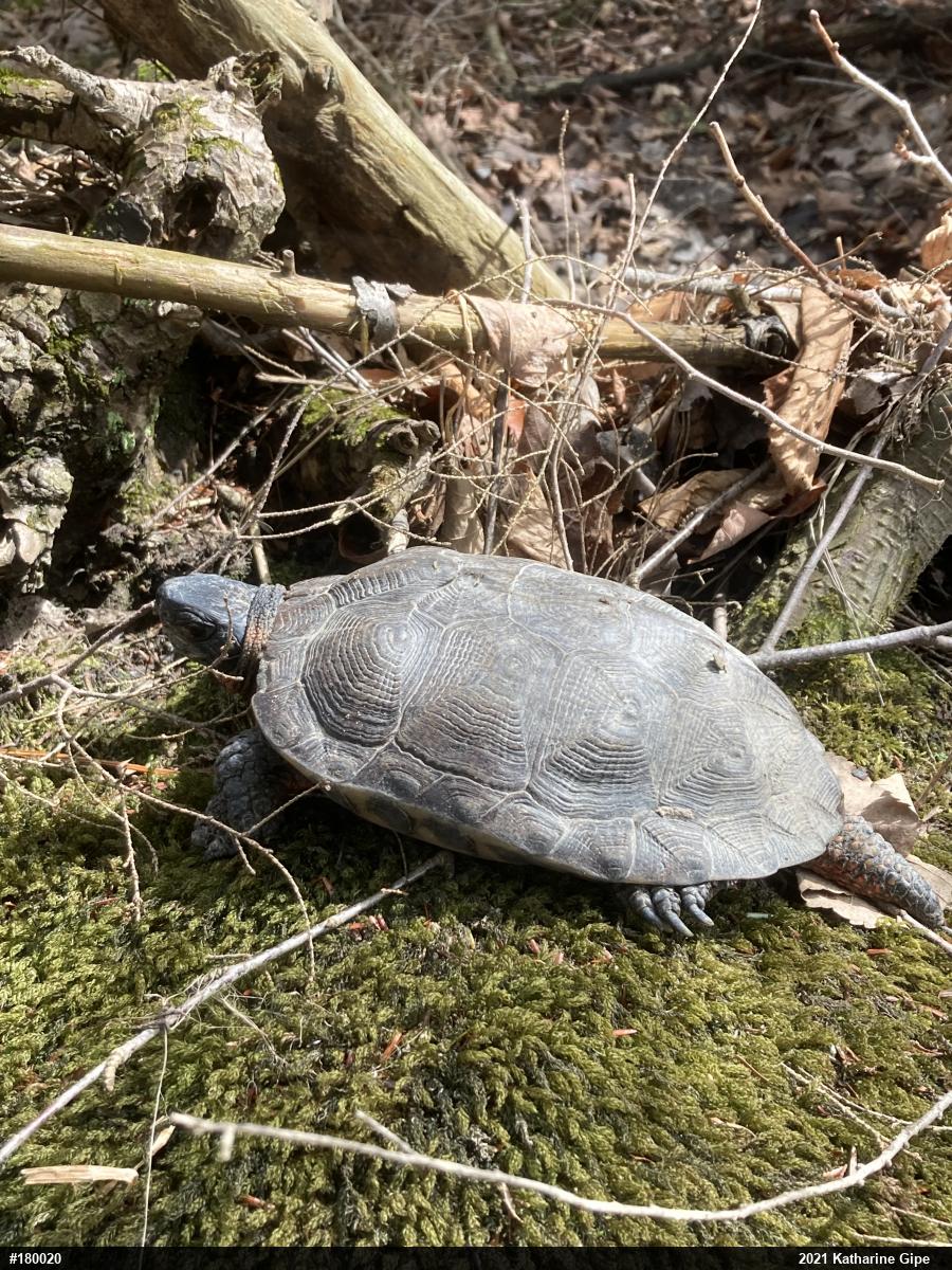 Wood Turtle
